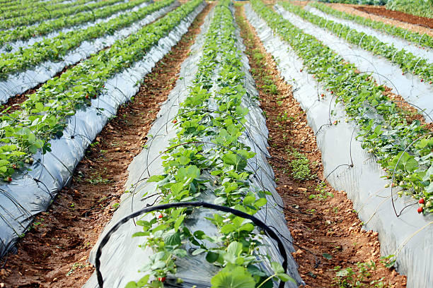 Strawberries growing in a field stock photo