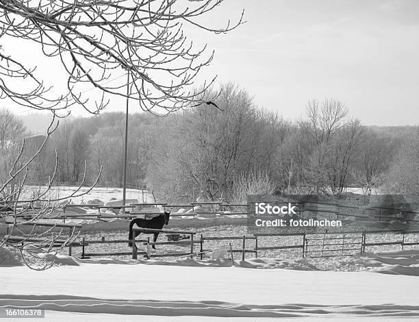 Pferd Im Schnee Stockfoto und mehr Bilder von Abgeschiedenheit - Abgeschiedenheit, Domestizierte Tiere, Feld