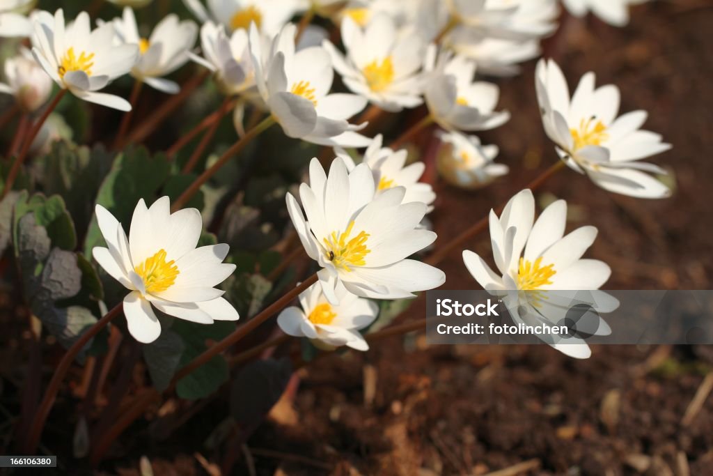 Bloodroot Blumen - Lizenzfrei Sonnenlicht Stock-Foto