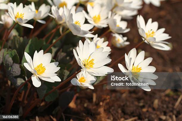 Bloodroot Blumen Stockfoto und mehr Bilder von Sonnenlicht - Sonnenlicht, Pflanze, April