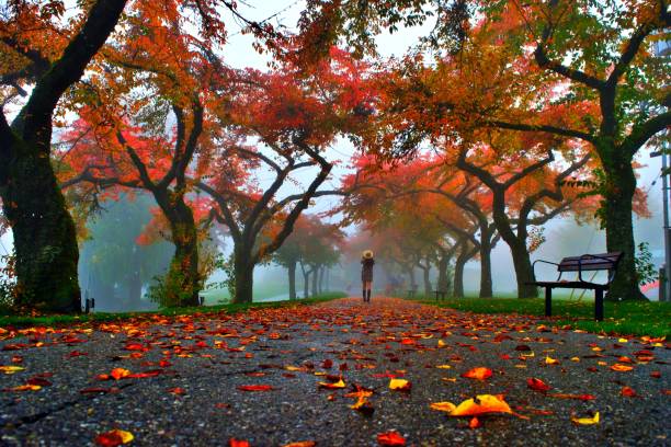 a man is walking by an avenue lined with trees on an overcast autumn day - autumn street single lane road tree imagens e fotografias de stock