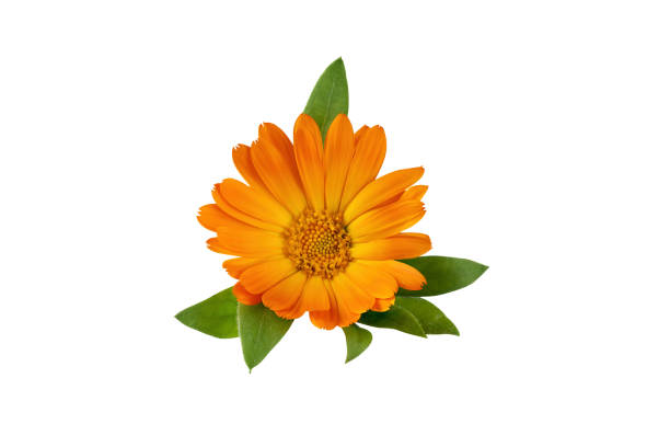 istock Calendula officinalis flower isolated on white background. 1661068069