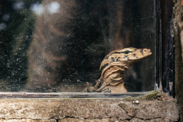 istock Sad lizard behind glass in the zoo 1661070732