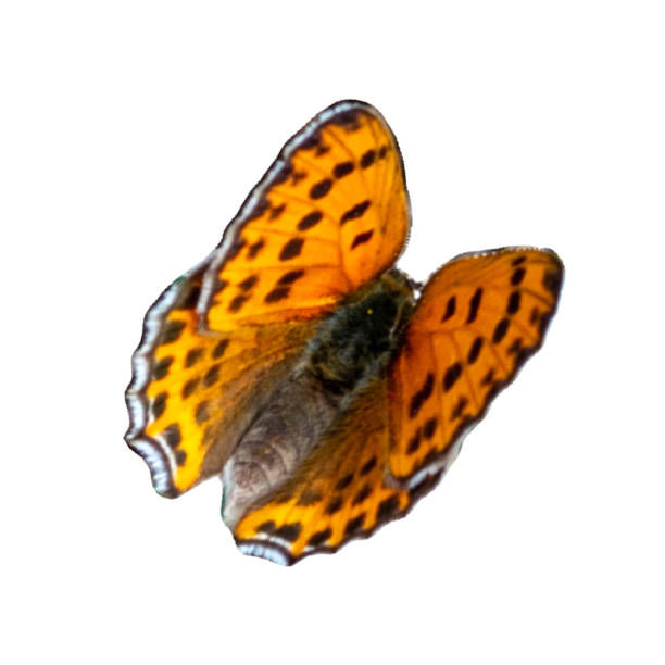 Red Admiral Butterfly