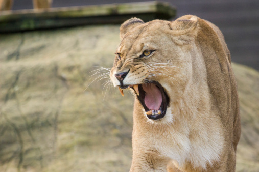 A lioness roars, looking right (viewer left).