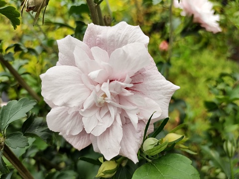 Double pale pink flower of Hibiscus syriacus 'Pink Chiffon'