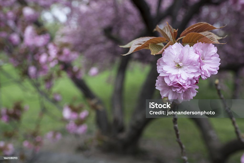 Japanische blühenden Kirsche - Lizenzfrei Central Park - Manhattan Stock-Foto