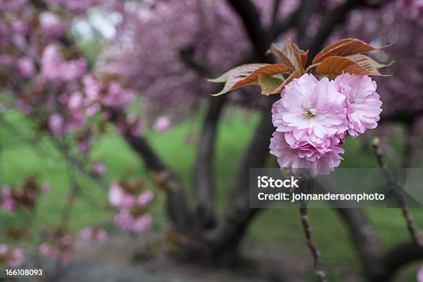 Japanische Blühenden Kirsche Stockfoto und mehr Bilder von Central Park - Manhattan - Central Park - Manhattan, Fotografie, Frühling