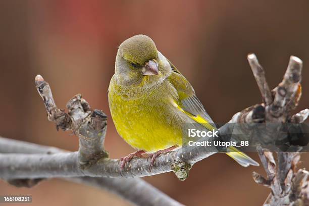 欧州 Greenfinch 鳥雄秋の背景 - カラー画像のストックフォトや画像を多数ご用意 - カラー画像, グリーンフィンチ, スズメ亜目