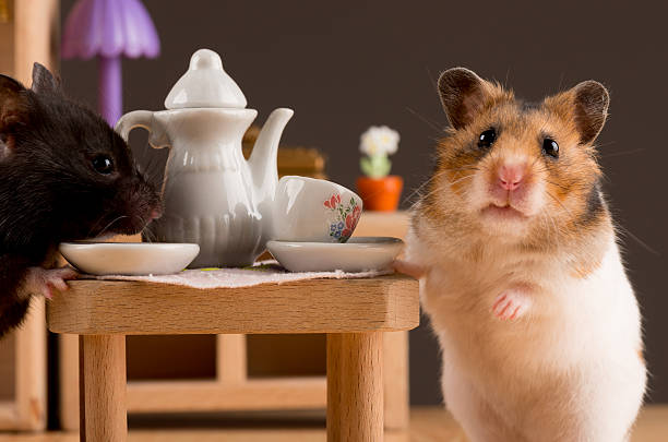 hamster posing stock photo