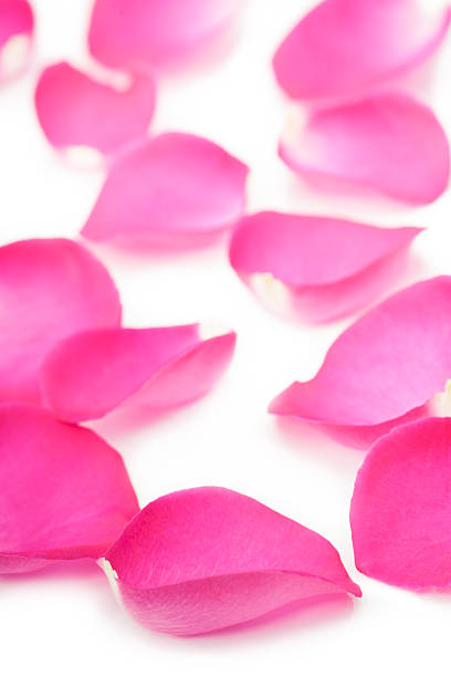 istock fresh Pink rose petals 166109027
