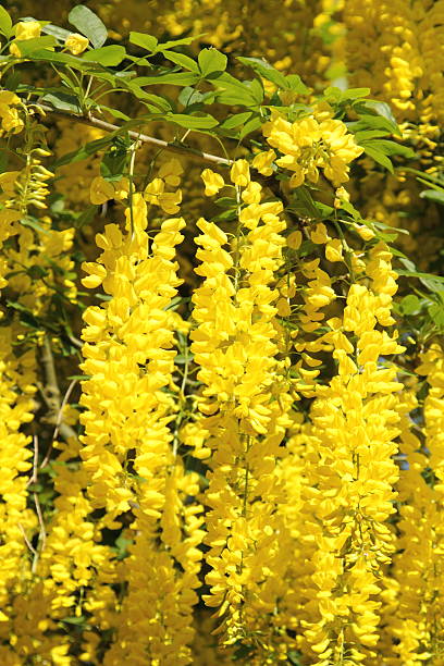 Cassia fistula, Golden Shower Tree. Yellow, beautiful blooming, abundant, commonly seen in the countryside at a public park in Taiwan.