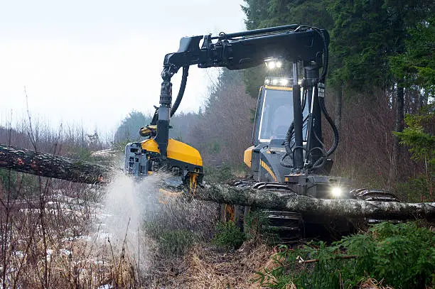Forest Harvester at work - chopping a tree