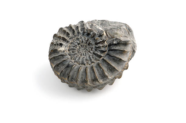 Cut open and polished fossil