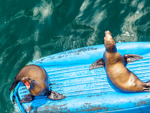 Sea lions in the harbor of Monterey in California, USA