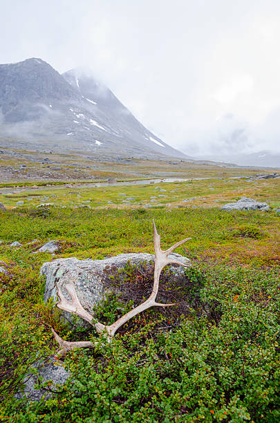 istock Reindeer antler in Lapland 166109599