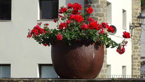 flower pot with red flowers on a railing
