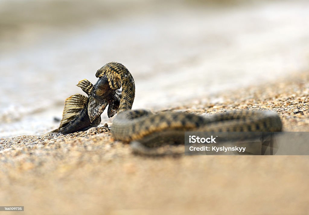 Serpent d'eau - Photo de Animaux à l'état sauvage libre de droits