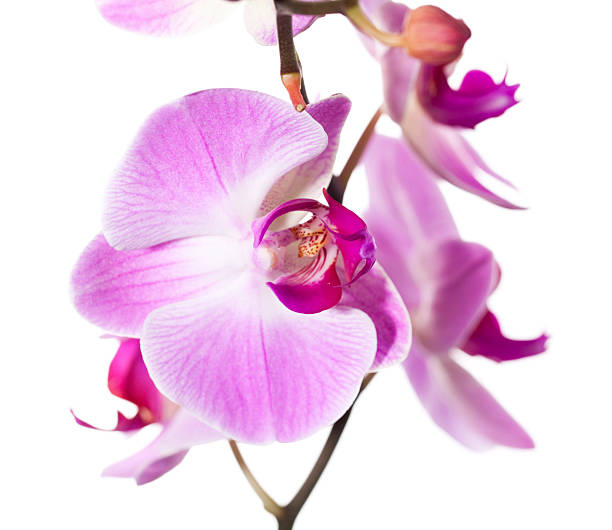 istock orchid flower symbol of elegance 166109815