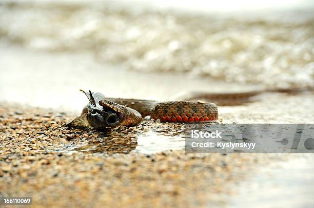 Photo libre de droit de Serpent Deau banque d'images et plus d'images libres de droit de Animaux à l'état sauvage - Animaux à l'état sauvage, Chasser, Faune sauvage