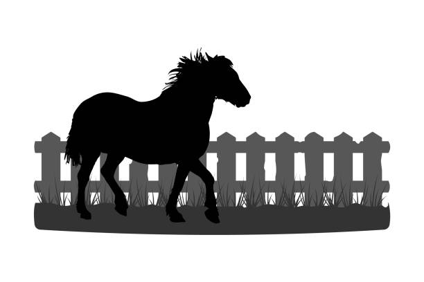 ilustraciones, imágenes clip art, dibujos animados e iconos de stock de silueta de caballo por valla de madera. corcel en prado con paddock. - paddock