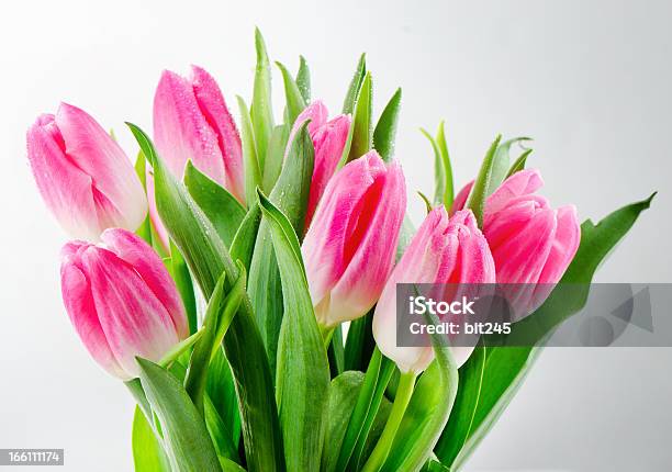 Ramo De Tulipanes Fresco Foto de stock y más banco de imágenes de Buqué - Buqué, Cabeza de flor, Colorido