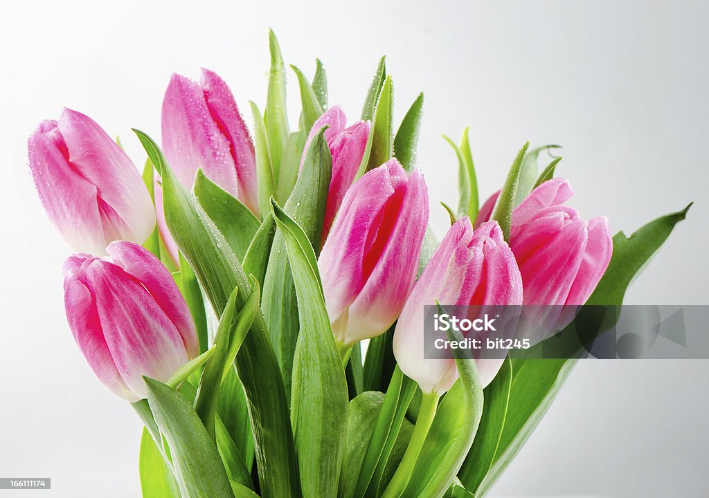 bouquet di tulipani freschi - Foto stock royalty-free di Arredamento