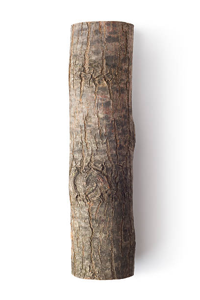 Wooden obsolete log. Top view. Wooden obsolete log. Top view. Isolated on a white. wood log close up stock pictures, royalty-free photos & images
