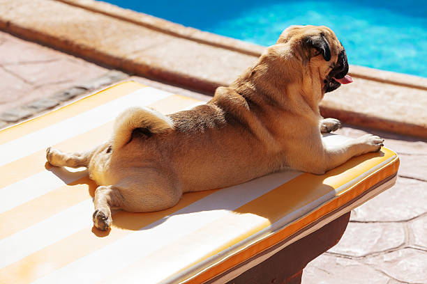 doggy lounge chair