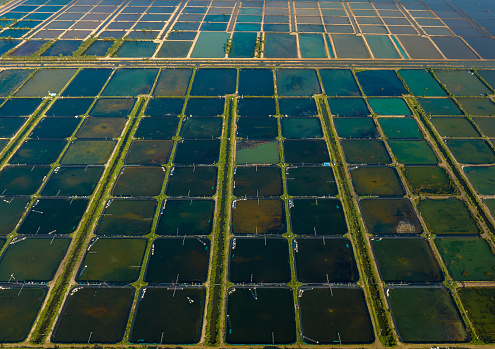 Aerial photo of colorful shrimp farm in coastal Ha Tien, Kien Giang province