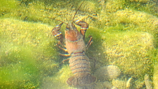 crab at the bottom of a river