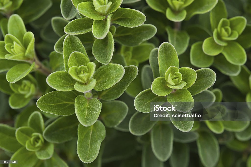 Fresh marjoram Fresh marjoram,Marjoram background, sprig of marjoram Thyme Stock Photo