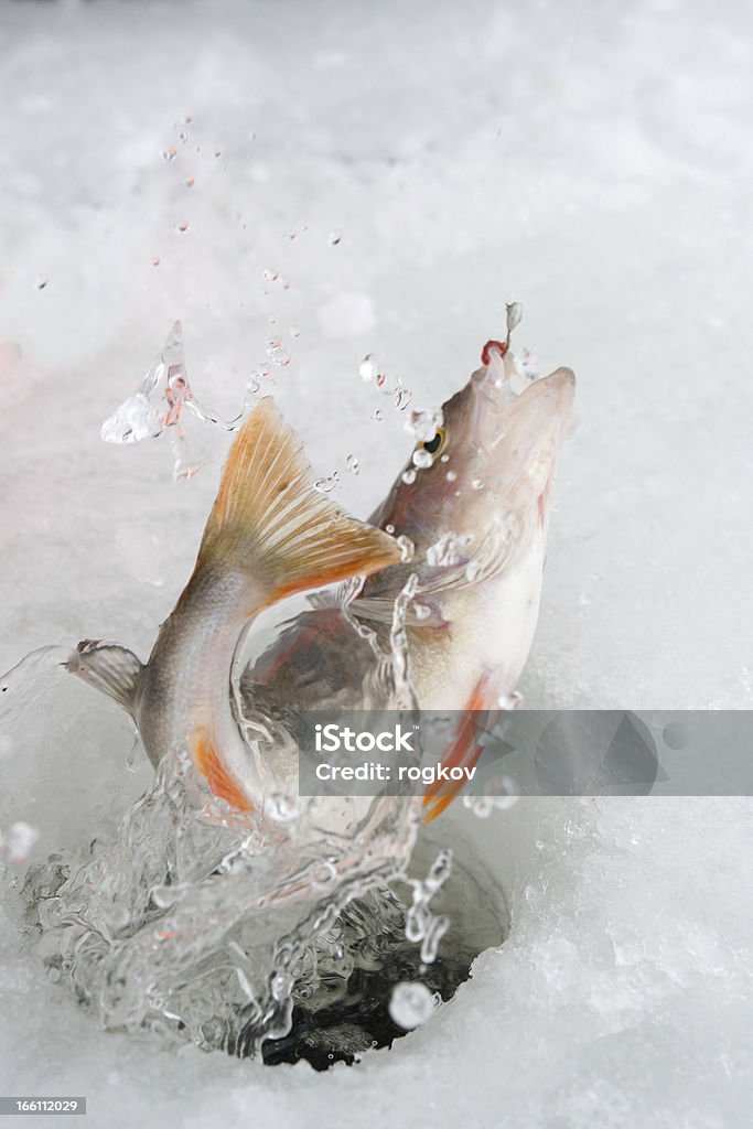 Winterangeln - Lizenzfrei Fisch Stock-Foto