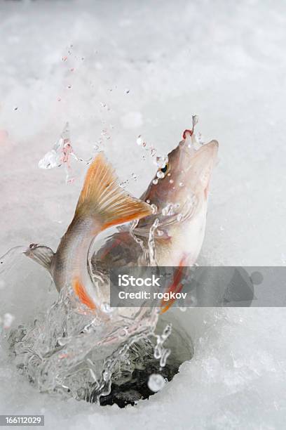 Winterangeln Stockfoto und mehr Bilder von Fisch - Fisch, Fischen, Angelhaken