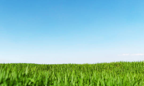 lush green field with clear sky