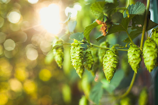 cultivados lúpulo fresco maduro verão para cerveja casa brewing - green beer fotos - fotografias e filmes do acervo