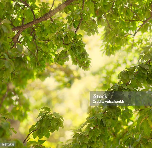 Hojas Verdes Frescas Oak Foto de stock y más banco de imágenes de Enfoque diferencial - Enfoque diferencial, Roble - Árbol, Verano