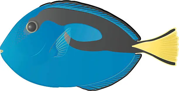 Vector illustration of Blue surgeon fish