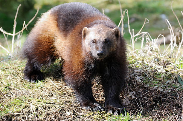 wolverine в sunshine - wolverine endangered species wildlife animal стоковые фото и изображения