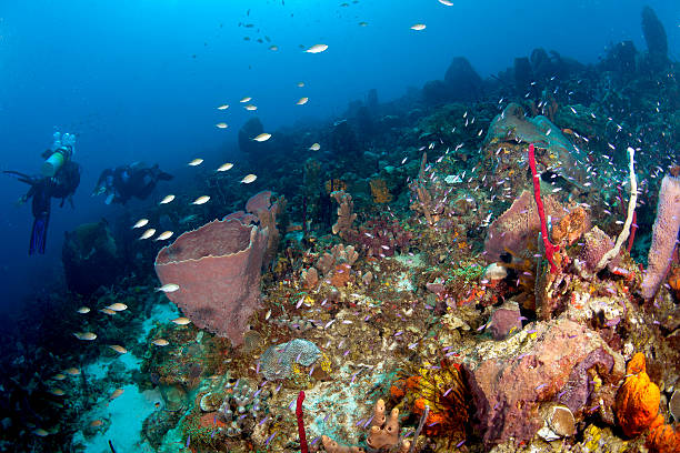 istock Living Reef in St Lucia 166115321