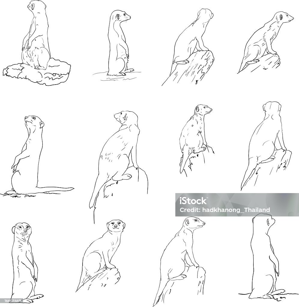 Meerkat set The vector set of meerkat in many poses. Drawing - Activity stock vector