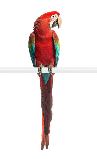 istock Green-winged Macaw, Ara chloropterus, 1 year old, perched 166115738
