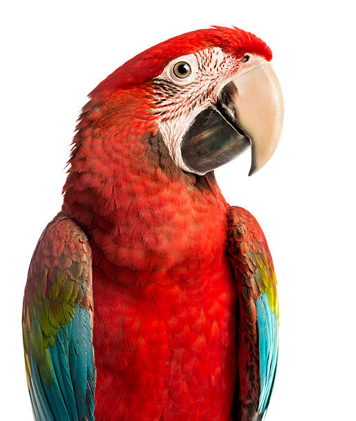 istock Close-up of a green-winged red Macaw Ara chloropterus 166115821