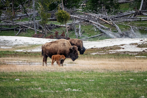 Yellowstone bison are exceptional because they comprise the nation’s largest bison population on public land.