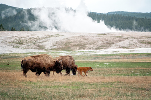 A lone male Bison walking infront of a danger, wildlfe sign at Upper Geyser Basin in Yellowstone National Park in Wyoming USA