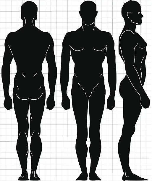 Vector illustration of vector male human body proportion