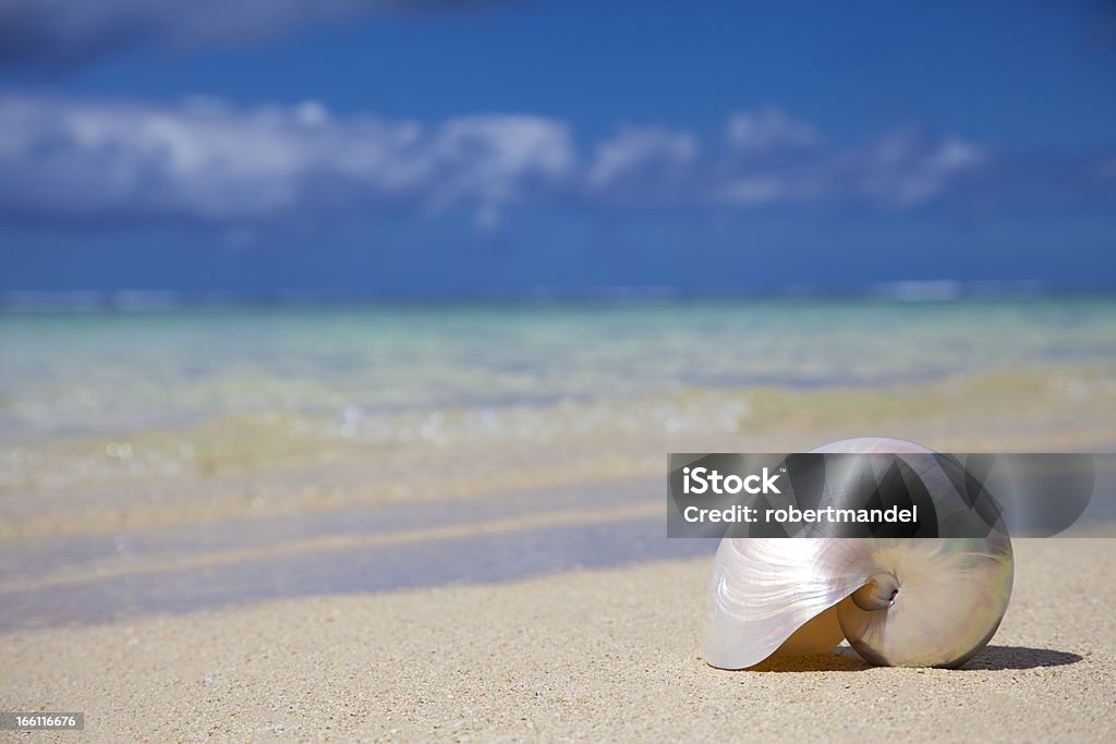바다빛 섈 - 로열티 프리 자개 스톡 사진