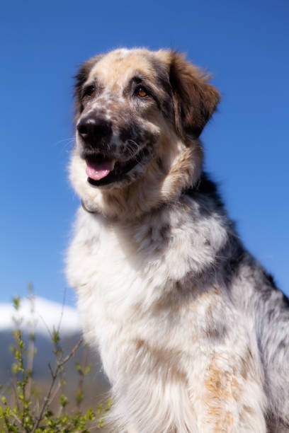 istock Big fluffy dog, sky and snow mountains view 1661168105