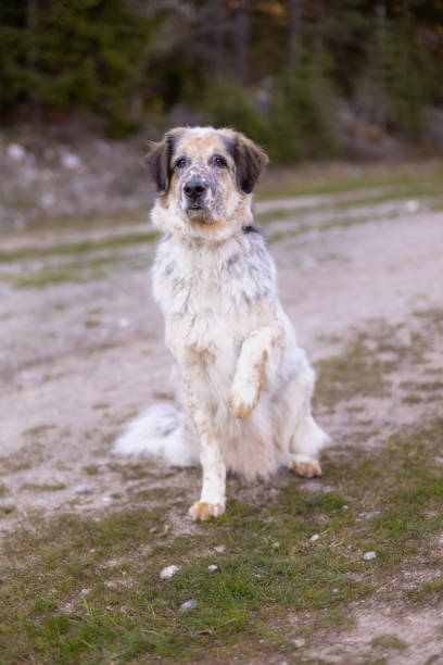 istock Happy big dog sitting in spring park, paw up 1661168131