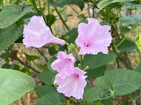 pink morning glory flower in the garden